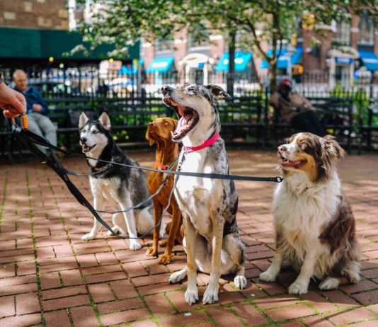 This is What Dogs Would Tweet if They Could