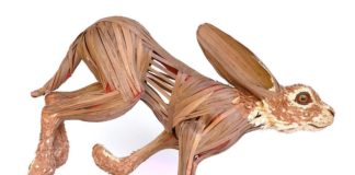 Sculptor Creates Lifelike, Anatomical Animal Sculptures