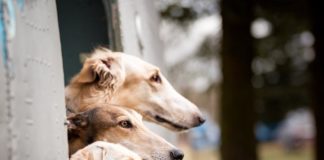 Sighthound Squad Travels Across Lithuania Taking Epic Photos