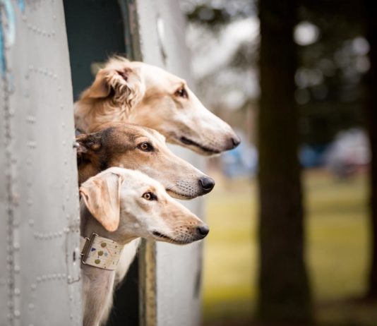 Sighthound Squad Travels Across Lithuania Taking Epic Photos