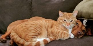 Webcam Captures Sweet Moments of Two Pets