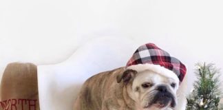 Maya is the Cutest Bulldog on Instagram