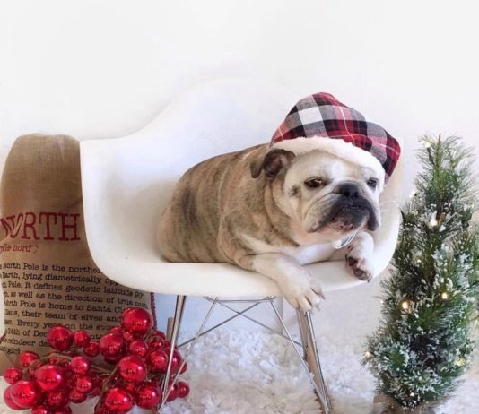 Maya is the Cutest Bulldog on Instagram