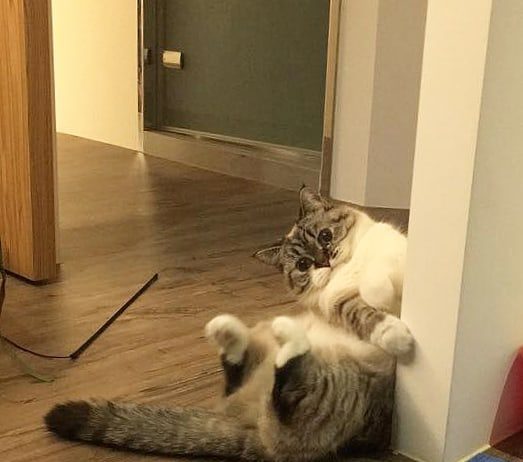 Meet Pooky, the Sophisticated Cat