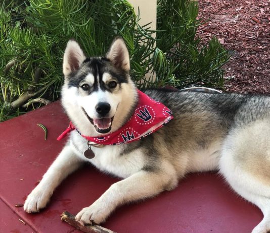 This Adorable Husky is Also a Fitness Instructor