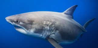 Here’s One of the Biggest Great White Sharks Ever Recorded