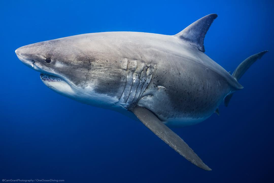 here-s-one-of-the-biggest-great-white-sharks-ever-recorded-playjunkie