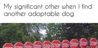 Memes Dog Lovers Can Relate To