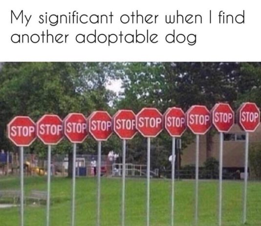 Memes Dog Lovers Can Relate To
