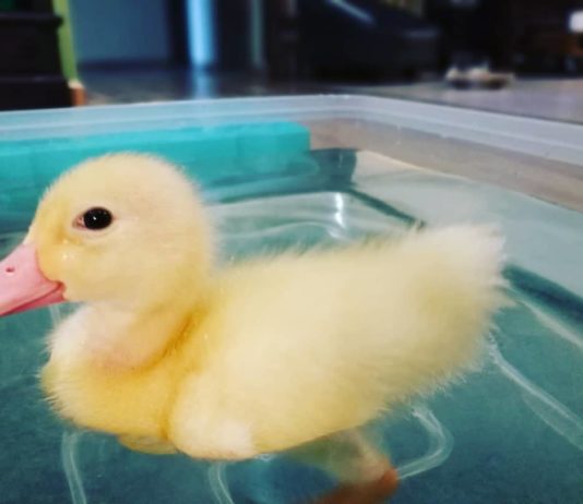 Woman Buys Balut Egg in a Restaurant and Makes it Her Pet