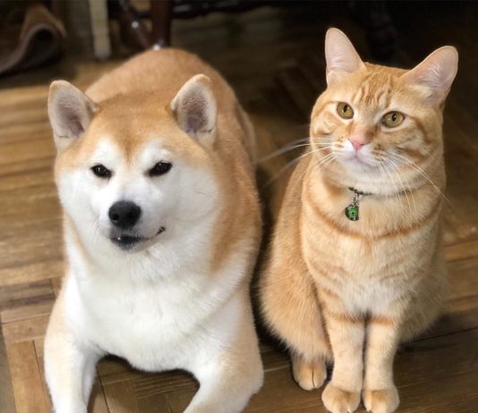 Cat and Dog are Inseparable and it’s Adorable