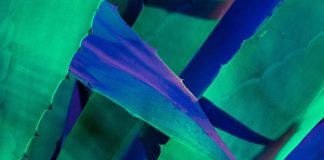 Photographer Captures Plants in Different Shades With Ultraviolet Light