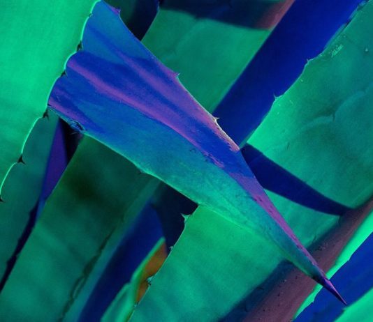 Photographer Captures Plants in Different Shades With Ultraviolet Light