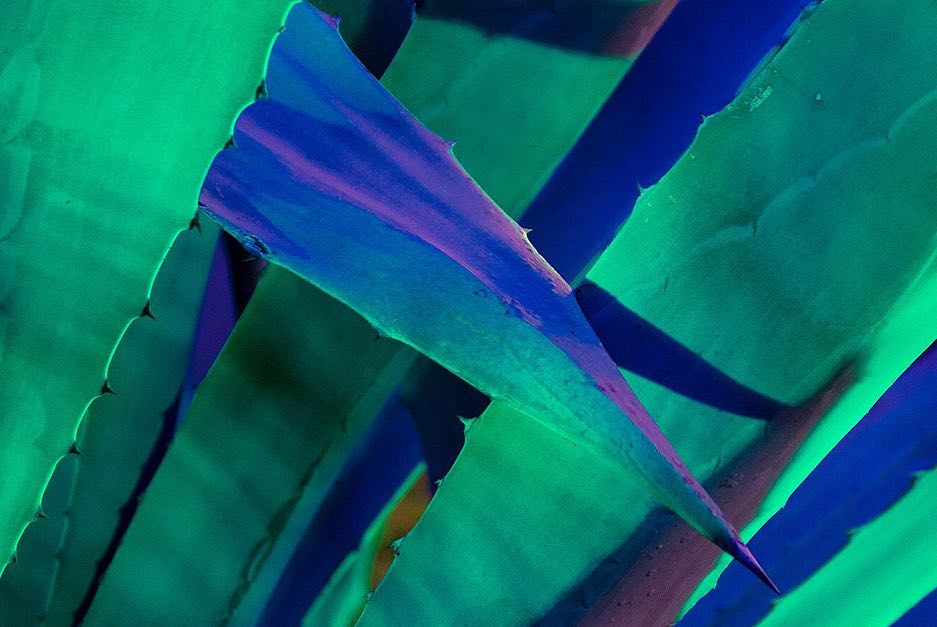 Photographer Captures Plants in Different Shades With Ultraviolet Light