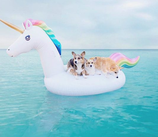 Emily Wang’s Corgis Are the Cutest Dogs We Saw on Instagram Lately
