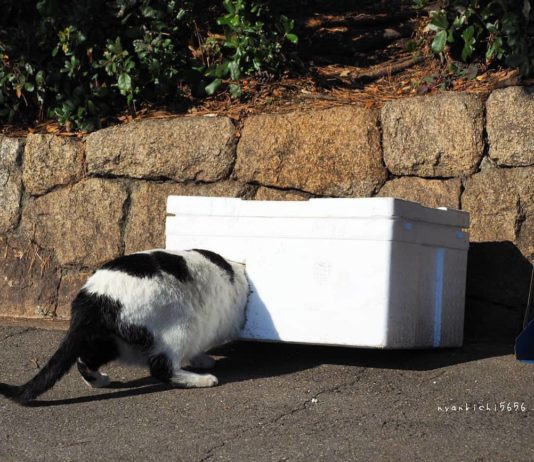 These Stray Cats Are Having the Best Day