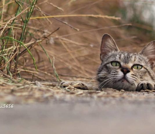 These Photos of Cats Playing in Holes Are Surprisingly Amusing