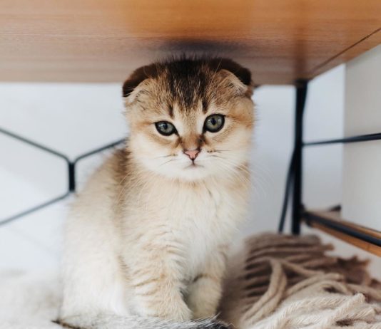 This Interior Designer Has the Cutest “Catssistant”