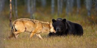 An Unlikely Friendship Between a Bear and a Wolf