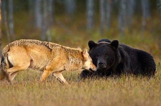 An Unlikely Friendship Between a Bear and a Wolf