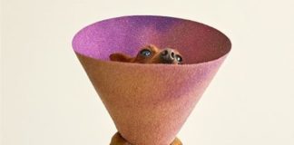 Photographer Showcases Dogs Wearing the Infamous “Cone of Shame”