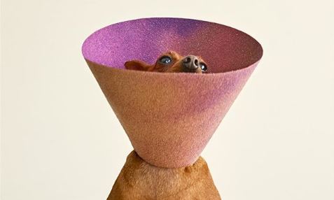 Photographer Showcases Dogs Wearing the Infamous “Cone of Shame”