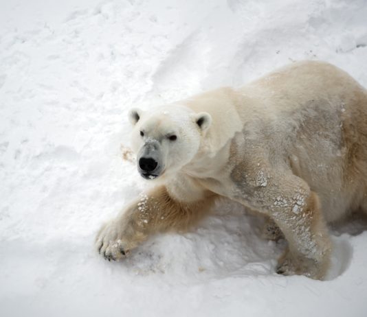 A Town in Russia Declares State of Emergency Over Polar Bear Invasion