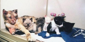 Inspiring: Mother Cat Braved the Fire and Saved All of Her Kittens