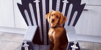 This Bed Allows Your Pet to Sit On the Iron Throne