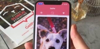This Tinder-Inspired App Helps Dogs Find Their Future Owners