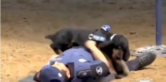 Watch Poncho the Police Dog as He Saves His Partner