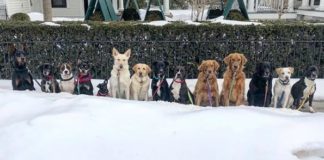 These Dogs Love to ‘Pack Walk’ Everyday and Take a Group Selfie