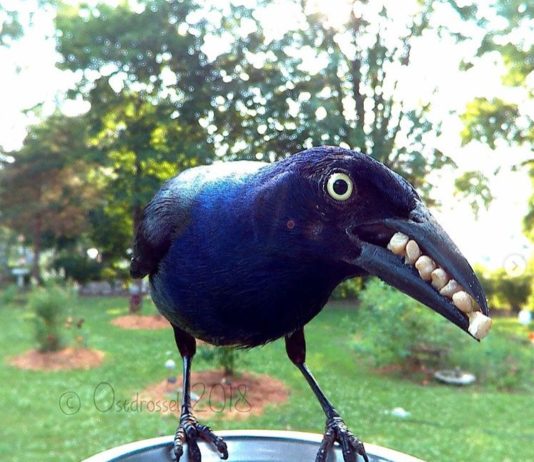 Woman Built a Photo Booth in Her Yard to Photograph Birds Eating
