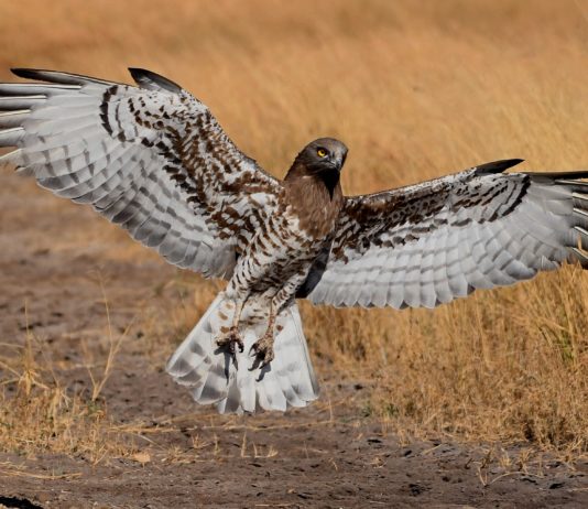 GPS found on Dead Eagle Discovers 20 years Of His Travels