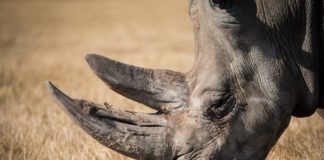 Rhino Sheds Tears After Poachers Rip Out Her Horn