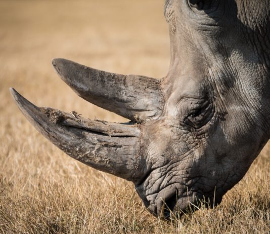 Rhino Sheds Tears After Poachers Rip Out Her Horn