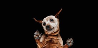 Photographer Shoots Animals and Objects from Underneath