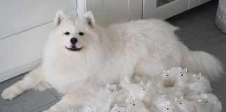 Meet Maya, the Adorable Furry Samoyed