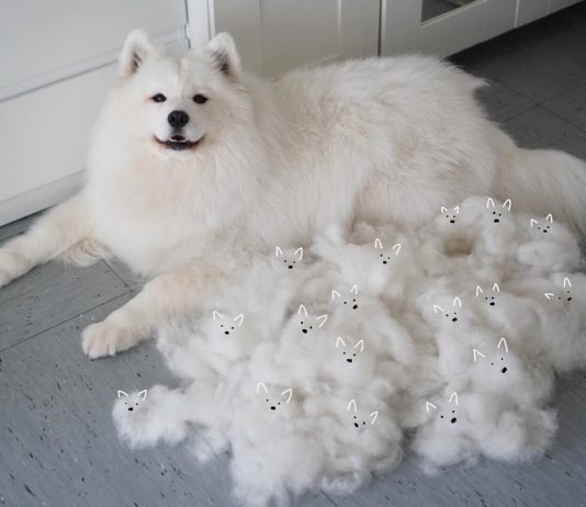 Meet Maya, the Adorable Furry Samoyed