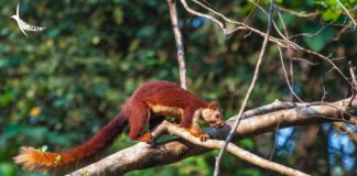 Malabar Giant is the Most Beautiful Squirrel You’ve Ever Seen