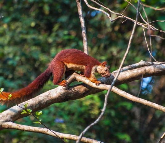 Malabar Giant is the Most Beautiful Squirrel You’ve Ever Seen