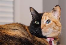 Meet Venus, the Two-Faced Kitty
