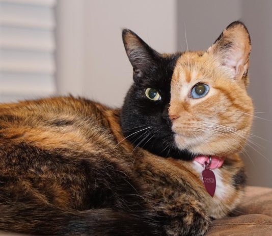Meet Venus, the Two-Faced Kitty