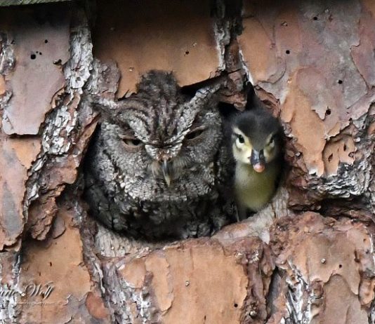 This Duckling Was Raised By an Owl and They’re So Cute Together