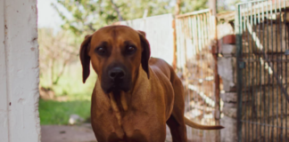 Great Dane Plays With Abandoned Kittens in Adorable Video
