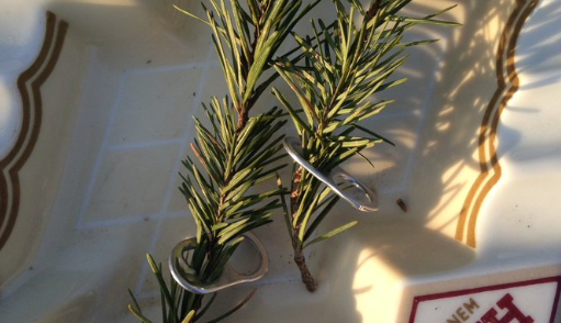 After Feeding Crows for Years, Family Receives Gifts from the Birds