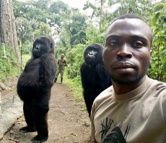 This Gorilla Selfie Broke the Internet