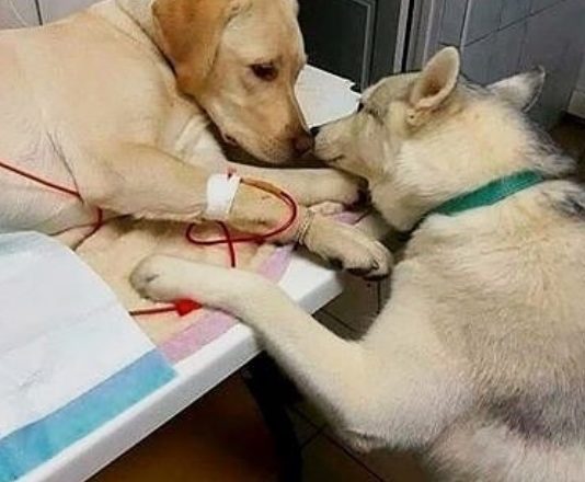 This Support Dog is the Cutest Thing You Will See Today