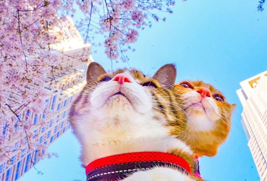 These Two Travel-Loving Cats Go Everywhere With Their Owner