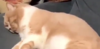 Do Cats Dream? Here’s Some Video Evidence